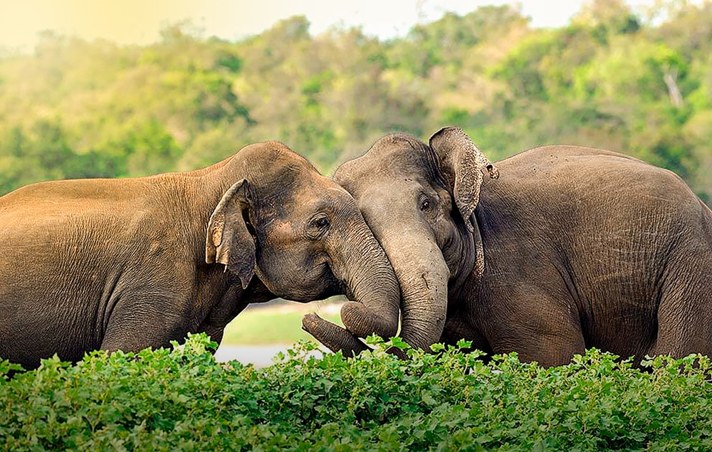 Sri Lanka